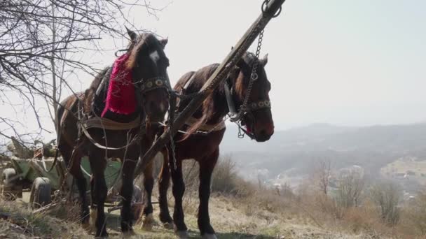 Dwa Konie Zaprzęgnięte Jednej Drużyny Stojące Szczycie Góry Transport Drewna — Wideo stockowe