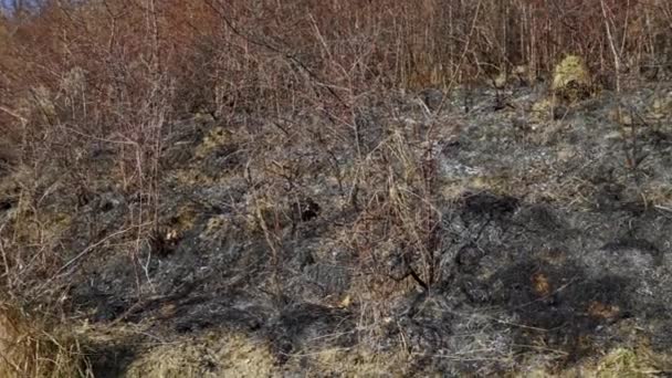 Последствия Лесного Пожара Выжженная Трава Проблемы Окружающей Среды — стоковое видео