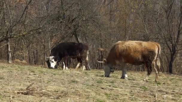 Nekler Dağlık Bir Bölgedeki Bir Çayırda Otluyorlar Köyde Çiftlik Hayvanı — Stok video
