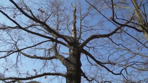 Der Moment Des Sturzes Eines Großen Baumes Der Gerade Von — Stockvideo