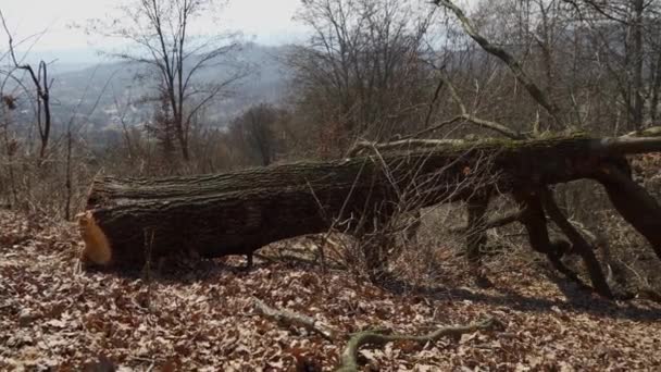 Large Sawn Oak Tree Forest Concept Deforestation Result Work Lumberjacks — Stock Video