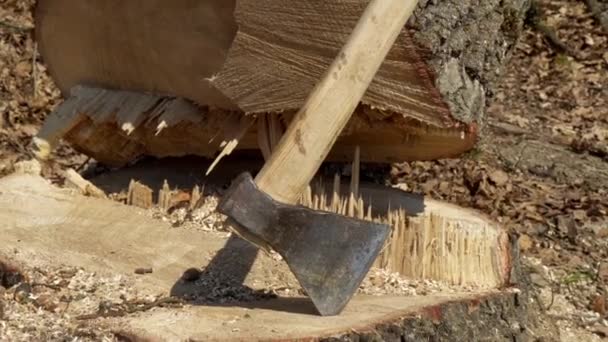 在森林里锯树 伐木工工作的成果 森林砍伐概念 斧头在前头 — 图库视频影像
