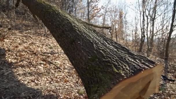 Sawn Tree Forest Result Lumberjack Work Deforestation Concept — Stock Video