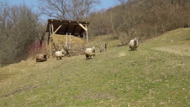 Πρόβατα Τρέχουν Συναντήσουν Την Κάμερα Στο Κάλεσμα Του Βοσκού Μια — Αρχείο Βίντεο