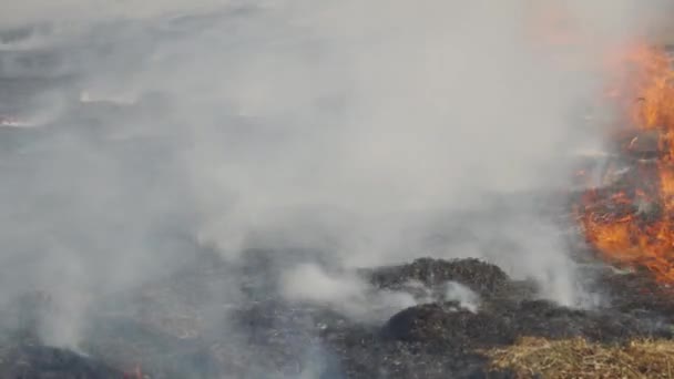 Ciężki Dym Pożaru Lasu Spalona Ziemia Ostrzale Płonąca Trawa Płomienie — Wideo stockowe