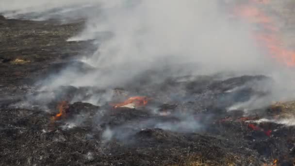 Tung Rök Från Skogsbrand Brända Jord Efter Beskjutning Bränner Gräs — Stockvideo