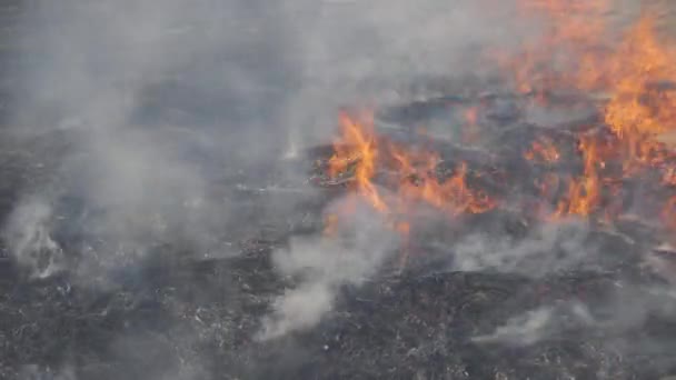 Ciężki Dym Pożaru Lasu Spalona Ziemia Ostrzale Płonąca Trawa Płomienie — Wideo stockowe