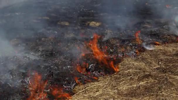 Сильный Дым Лесного Пожара Выжженная Земля После Обстрела Горящая Трава — стоковое видео