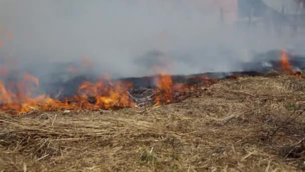 Μεγάλος Καπνός Από Πυρκαγιά Στο Δάσος Καμένη Μετά Τον Βομβαρδισμό — Αρχείο Βίντεο