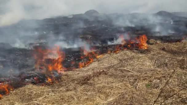 Heavy Smoke Forest Fire Scorched Earth Shelling Burning Grass Flames — Stock Video