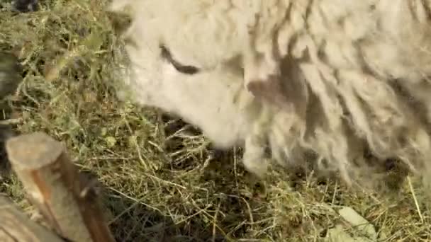 Ovelhas Comem Grama Piquete Fazenda Ovelhas Alimentação Gado Campo — Vídeo de Stock