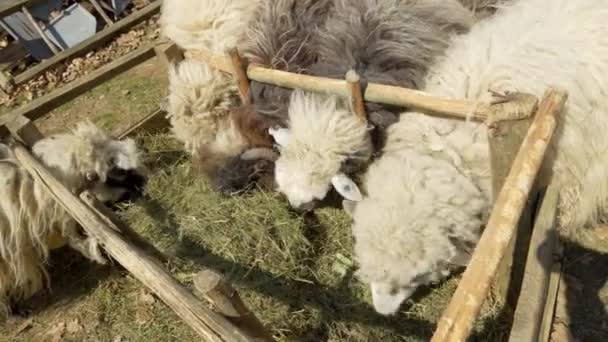 Las Ovejas Comen Hierba Paddock Granja Ovejas Alimentar Ganado Campo — Vídeo de stock