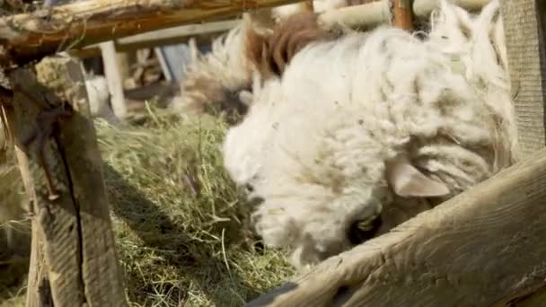 Πρόβατα Τρώνε Γρασίδι Μια Μάντρα Εκτροφείο Προβάτων Τροφή Των Ζώων — Αρχείο Βίντεο