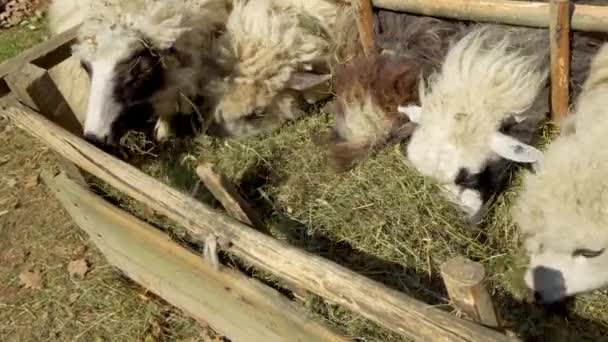 Las Ovejas Comen Hierba Paddock Granja Ovejas Alimentar Ganado Campo — Vídeo de stock