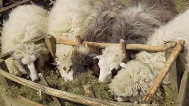 Får Äter Gräs Hage Fårfarmen Utfodring Djur Landsbygden — Stockvideo