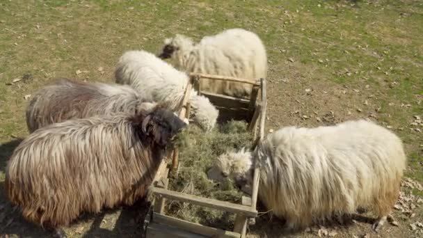 Ovce Jedí Trávu Ohradě Ovčí Farma Krmení Dobytka Venkově — Stock video