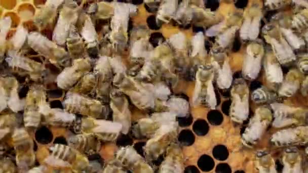 안에서 벌들이 생산하는 벌집에 벌들이 일하고 있습니다 — 비디오