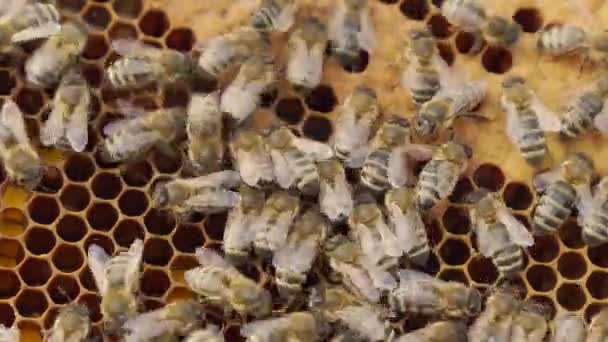 안에서 벌들이 생산하는 벌집에 벌들이 일하고 있습니다 — 비디오