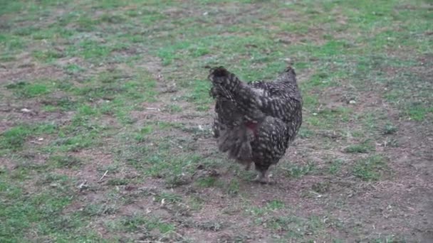 Ayam Hitam Berjalan Rumput Hijau Halaman Belakang Dia Perlahan Lahan — Stok Video