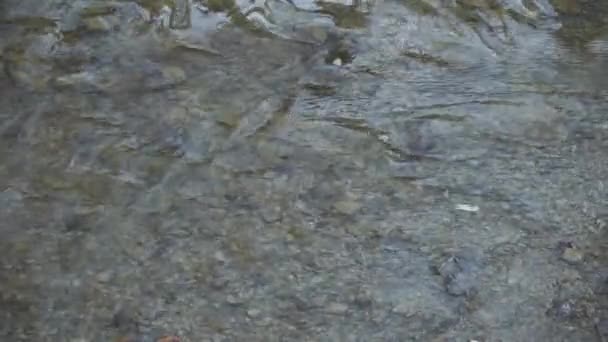 清澈的河水 你可以透过它看到底部的岩石 天然水面背景 浅水浅水处的细流 — 图库视频影像