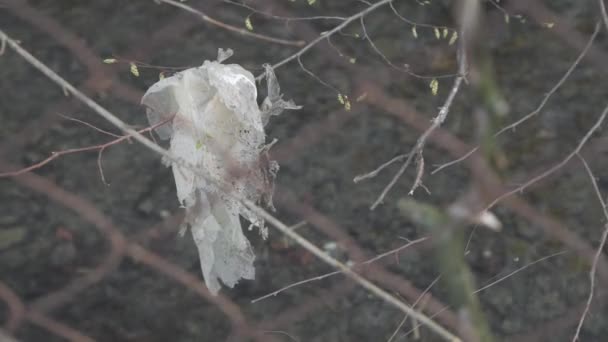 Sebuah Kantong Plastik Tua Tergantung Cabang Pohon Dengan Latar Belakang — Stok Video