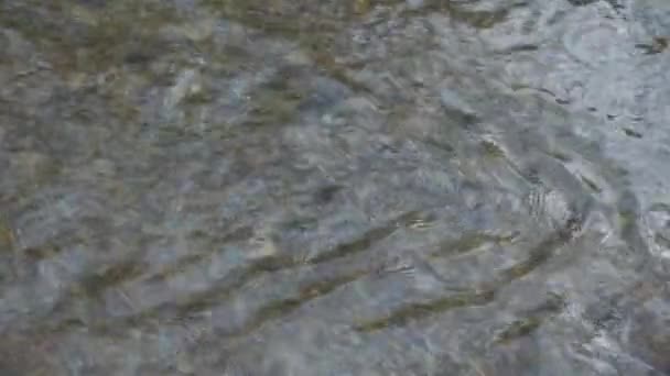 Helder Stromend Water Rivier Waardoor Rotsachtige Bodem Kunt Zien Natuurlijke — Stockvideo