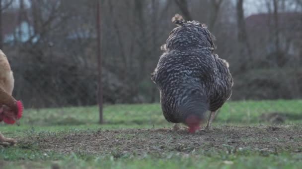 田舎の家の緑の芝生の上で国内の鶏の放牧 動物の行動の観察 田舎の養鶏場 美しい国内の鶏が芝生で狩りをする — ストック動画