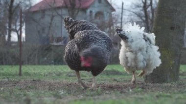 Evcil tavuklar kır evindeki yeşil çimlerde otluyor. Hayvan davranışlarını gözlemlemek. Kırsal kesimde kümes hayvanları. Güzel evcil tavuklar çimenleri gagalıyor..