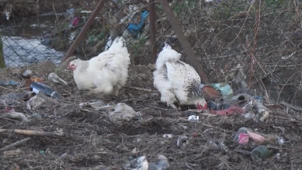 Two Light Colored Chickens Dig Garbage Dump Get Food Environmental — ストック動画