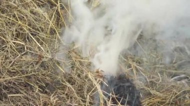 Kuru kamışın kontağından çıkan beyaz kalın duman. Yangın, yangını dikkatsizce idare etmesinden dolayı başladı..