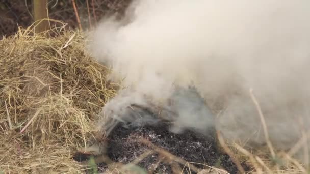 Λευκός Παχύς Καπνός Από Την Ανάφλεξη Του Ξηρού Άχυρου Φωτιά — Αρχείο Βίντεο