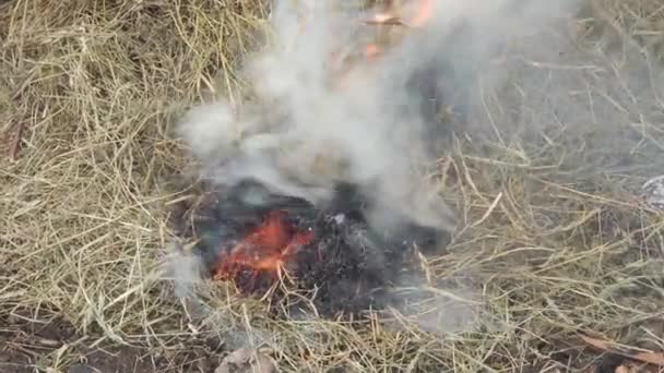 Fehér Sűrű Füst Száraz Szalma Begyújtásától Tűz Tűz Gondatlan Kezelése — Stock videók