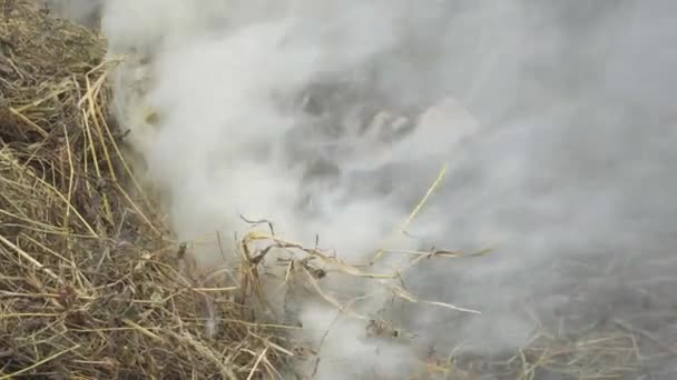 White Thick Smoke Ignition Dry Straw Fire Started Due Careless — Vídeo de stock