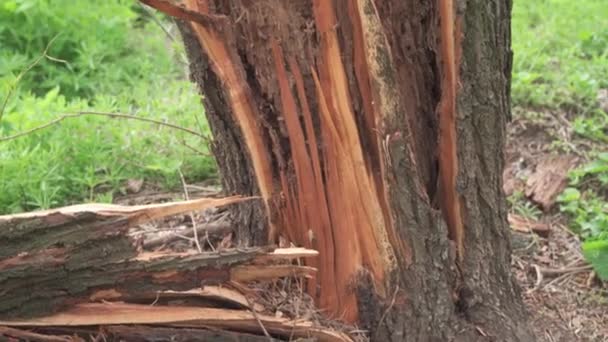 Rozbite Drzewo Podczas Huraganu Konsekwencje Katastrofy Naturalnej Drzewo Jest Zgniłe — Wideo stockowe