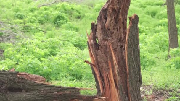 Zlomený Strom Během Hurikánu Důsledky Přírodní Katastrofy Strom Shnilý Zevnitř — Stock video