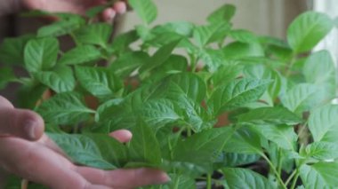 Yetişkin bitkilerin yeşil yapraklarıyla ilgilenen kadınların elleri. Evde bahçıvanlık. Ekmeden önce tohumlama. Yakın plan..