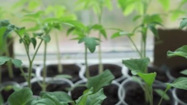 Pencerenin yanındaki küçük yeşil fidanlar ayrı bardaklarda duruyor, toprağa ekilmeye hazırlar. Evde organik bahçe işleri..