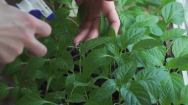 A woman takes care of the green plants she has grown at home. She carefully inspects the leaves and sprays water on them. Close-up of female hands and leaves.