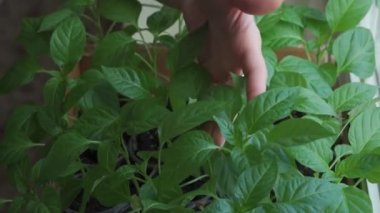 A woman takes care of the green plants she has grown at home. She carefully inspects the leaves and sprays water on them. Close-up of female hands and leaves.