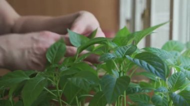 Women's hands caring for the green leaves of grown plants. Home gardening. Seedling before planting. Close-up.
