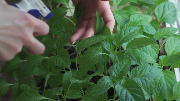 Woman Takes Care Green Plants She Has Grown Home She — Video Stock