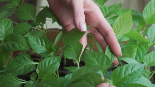 Mãos Das Mulheres Que Cuidam Das Folhas Verdes Das Plantas — Vídeo de Stock