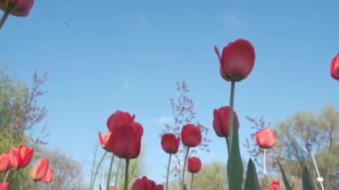 Mavi gökyüzüne karşı kırmızı laleler. Güneşli bahar günü.