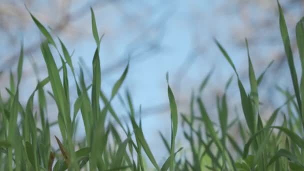 Зеленая Трава Против Голубого Неба Крупный План Отдельных Травяных Лопастей — стоковое видео