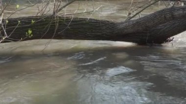 Bir dağ nehrinin güçlü akışı. Suyun üzerinde asılı duran yaşlı bir ağaç. vahşi bitki örtüsü.