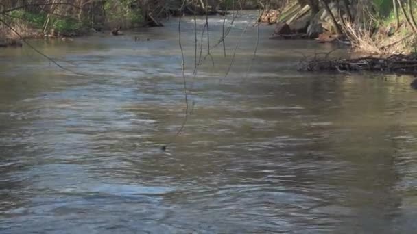 Uma Área Arborizada Através Qual Rio Flui Fluxo Rio Montanha — Vídeo de Stock