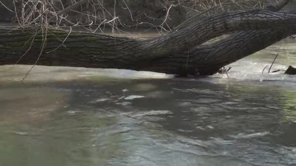 Strong Flow Mountain River Fallen Old Tree Hanging Water Wild — Video