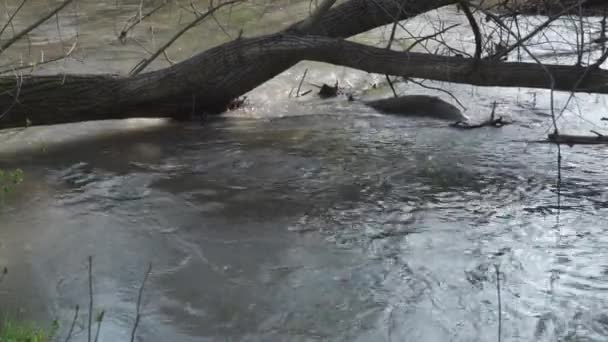 Fallen Tree Flood River Level Rise Strong Stream Dirty Water — Stockvideo
