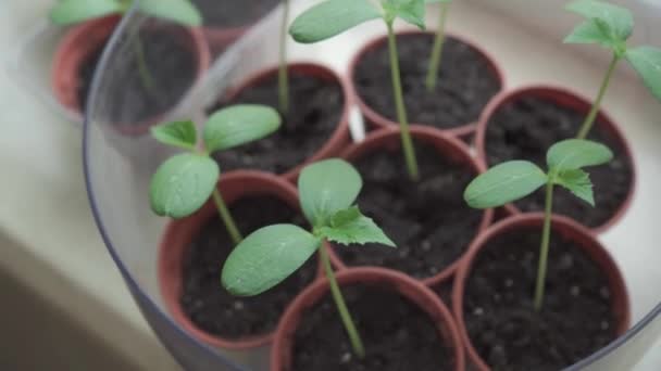 准备在地下种植的绿色小苗 场的浅深度 相机的小动作 — 图库视频影像