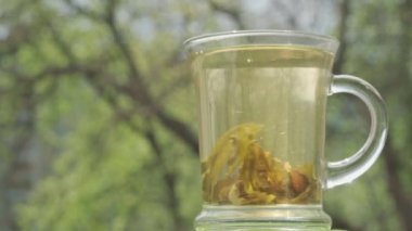 Doğal bir arka planda duran şeffaf yeşil çay fincanı. Sıcak suda çay yapraklarının hareketi ve demlenmesi.